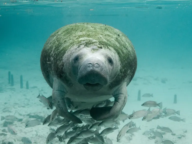 A Florida manatee swims toward the camera through clear blue water near Crystal River National Wildlife Refuge, surrounded by small fish