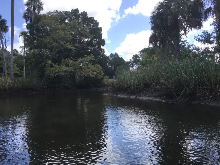 Dark, still water reflecting palms, oaks and marsh grass at Crystal River Preserve State Park under a blue sky