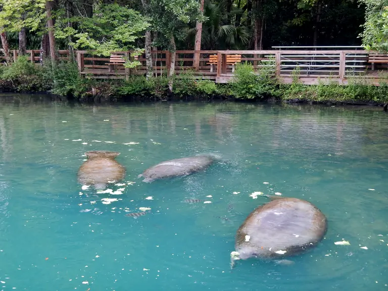 Three manatees resting in the clear aqua spring water at Ellie Schiller Homosassa Springs Wildlife State Park, below a wooden viewing boardwalk