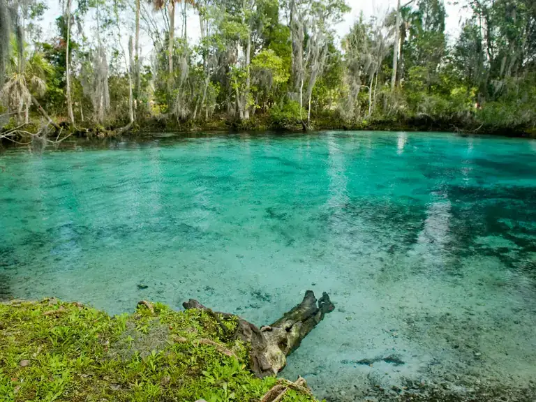 Clear turquoise water of Three Sisters Springs ringed by tall trees and grassy banks in Crystal River, Florida