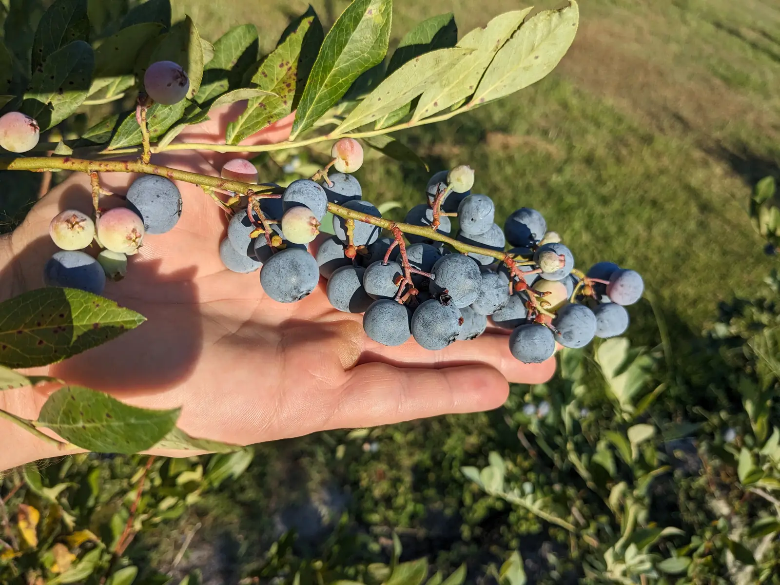 A hand holding a blueberry branch loaded with ripe blue and green berries