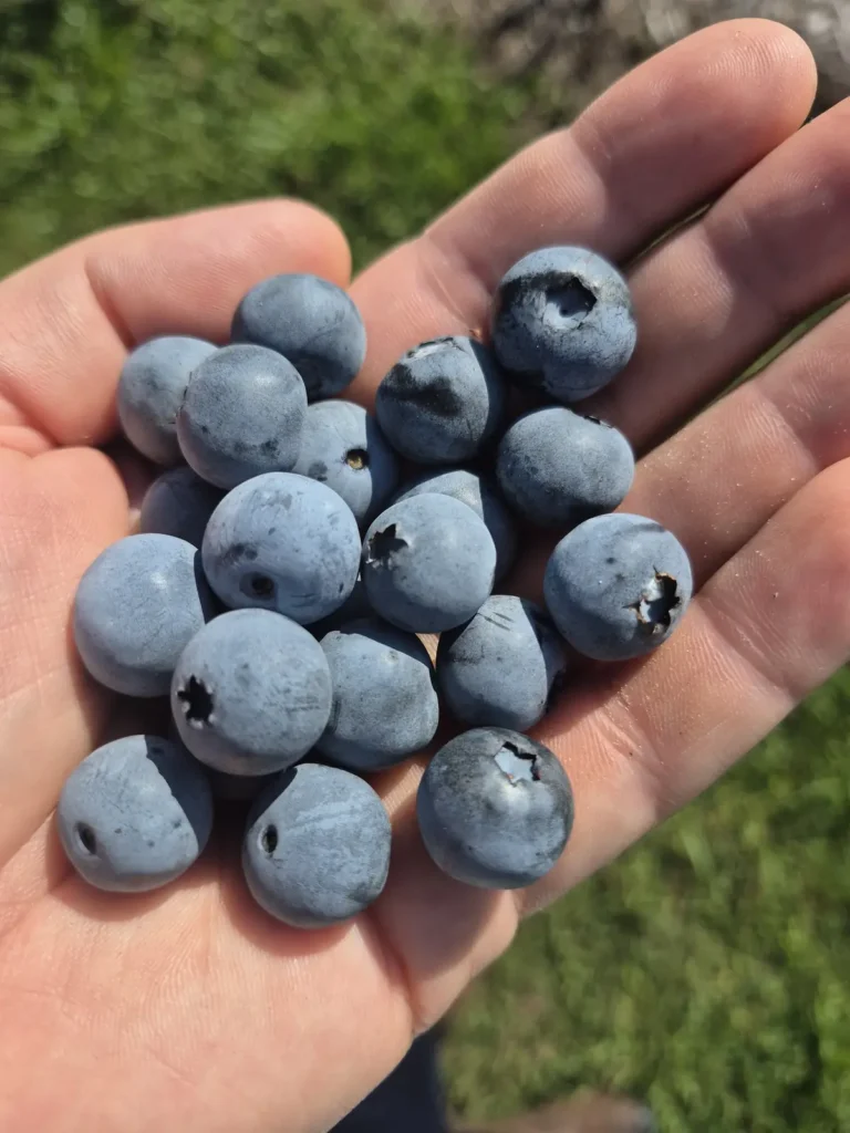 A handful of fresh-picked blueberries