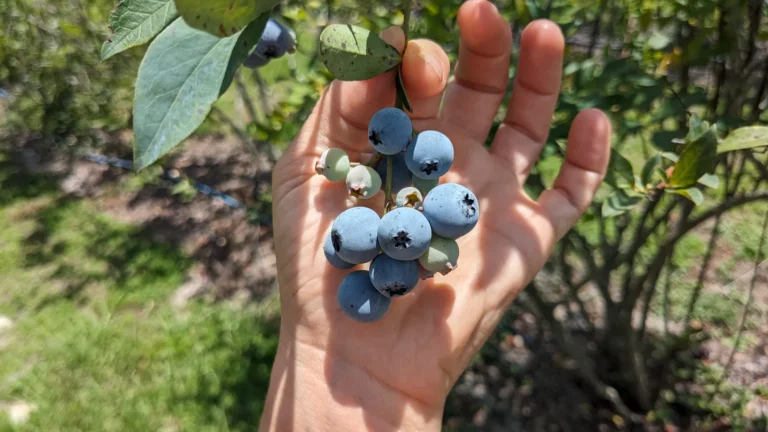 A hand cupping a cluster of ripe blueberries still on the bush