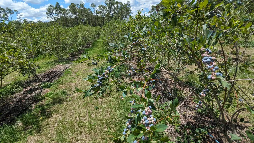 A grassy row between blueberry bushes heavy with fruit