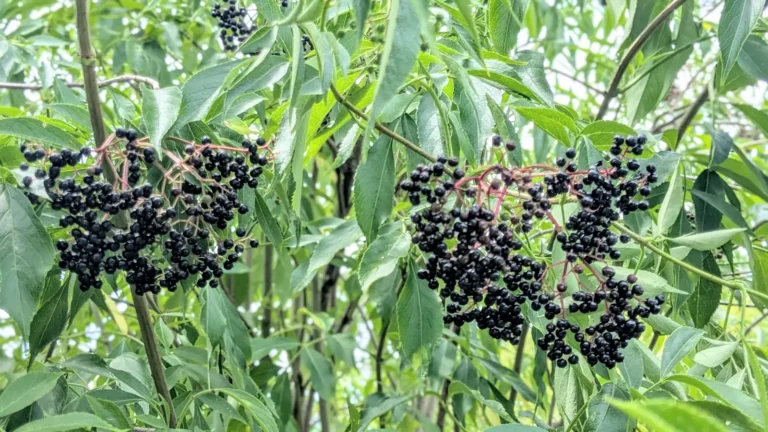 Clusters of dark ripe elderberries on the bush