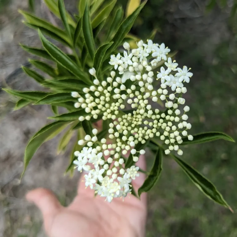 A hand holding a cluster of white elderberry flowers