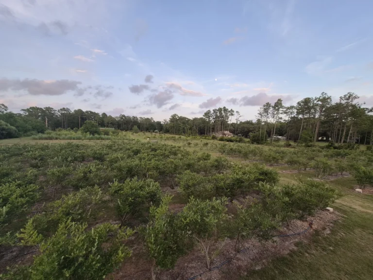 Rows of blueberry bushes stretching toward the pines at dusk