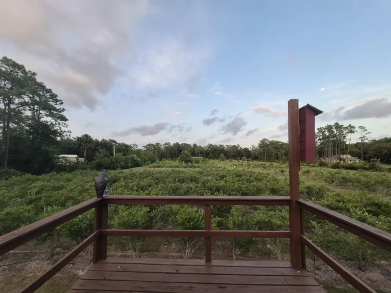 View from the red deck over the blueberry rows on a summer evening