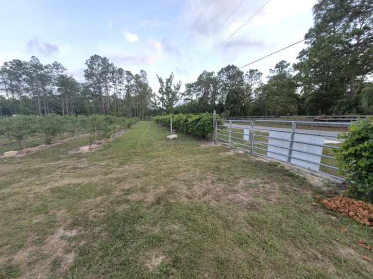 A grassy lane between the blueberry rows and the front fence