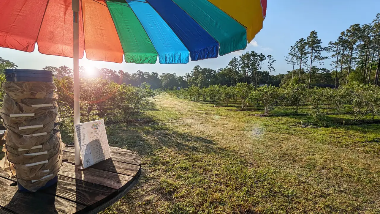 Rainbow umbrella over a stack of picking buckets beside rows of blueberry bushes at Crystal River Orchard