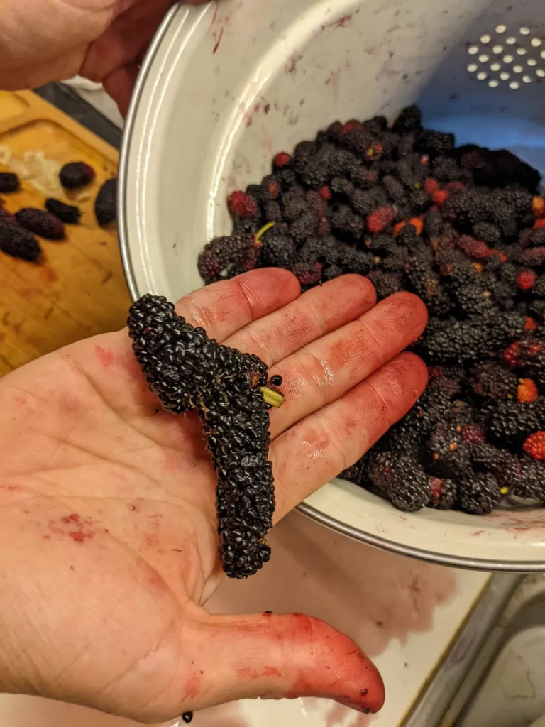 A purple-stained hand holding a long, ripe mulberry over a colander full of berries