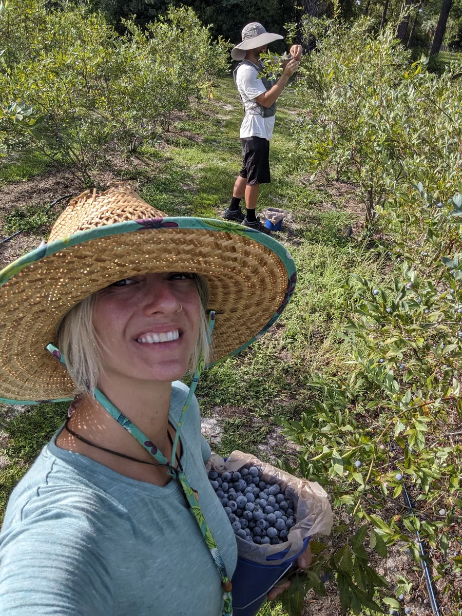 Laura smiling under a straw hat with a full bucket of blueberries, with Steve picking in the rows behind her