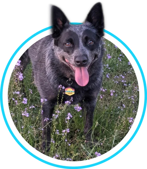 Tanuki, the Crystal River Orchard mascot, a blue heeler smiling in a field of purple wildflowers
