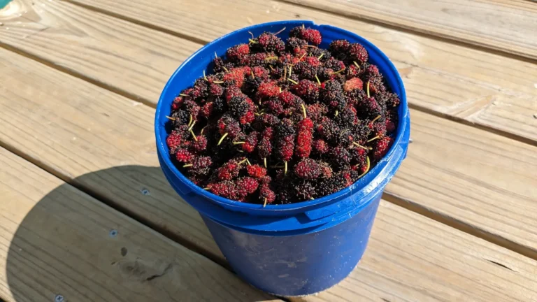 A blue bucket full of fresh-picked red and dark purple mulberries on a wooden deck