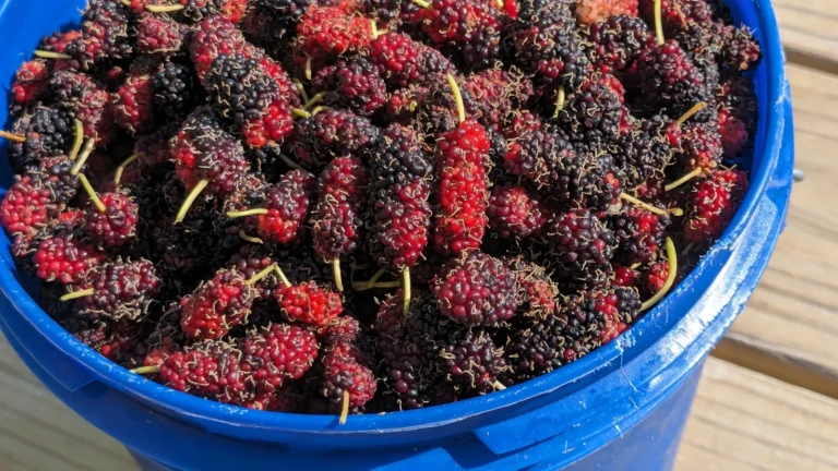 Close-up of a bucket heaped with fresh-picked mulberries, from bright red to deep purple
