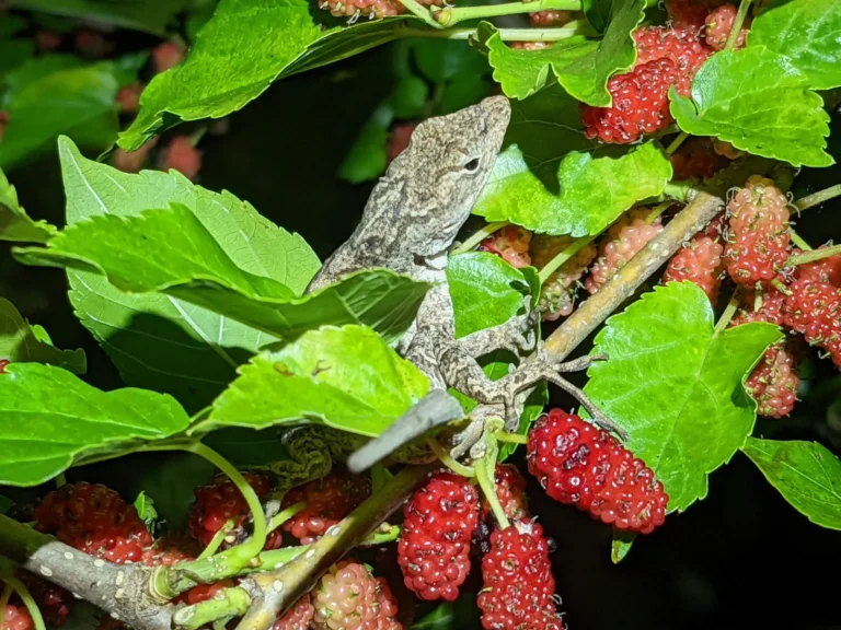 A brown anole lizard perched among clusters of red mulberries and green leaves