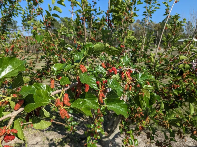 Mulberry branches loaded with red berries against a bright blue sky