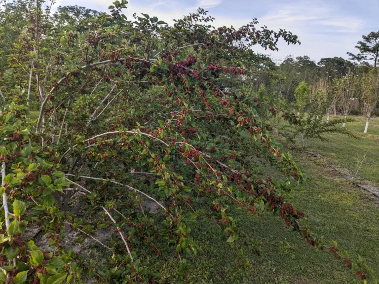 A mulberry tree arching over the grass, its branches dotted with red and dark ripe berries, with orchard rows behind it
