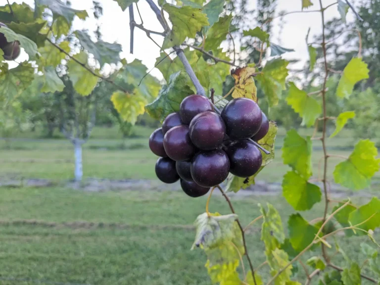 A cluster of ripe dark purple muscadine grapes on the vine