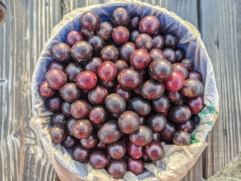 A bucket lined with a bag, full of fresh-picked dark muscadine grapes