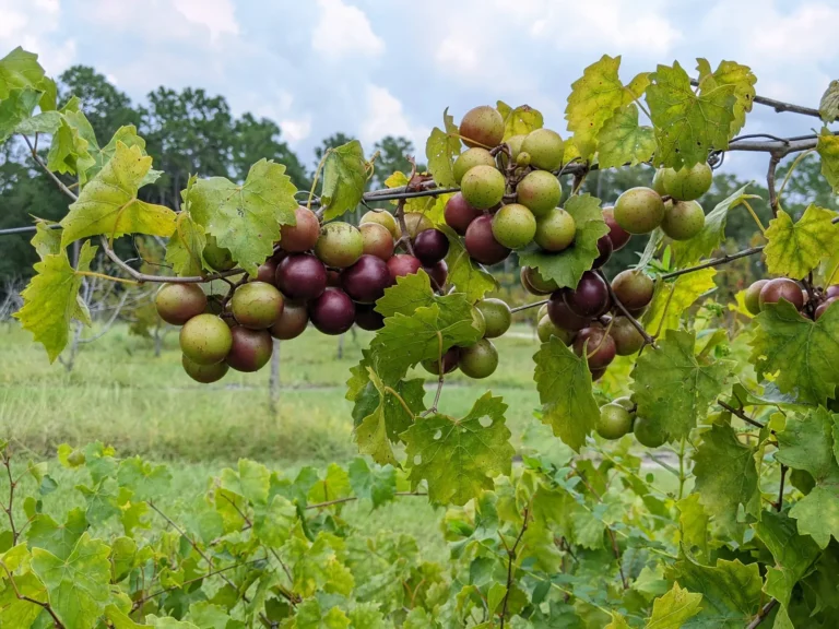 Muscadine grapes ripening from green to purple along the vine