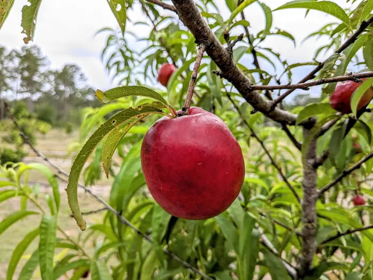 A ripe red nectarine hanging on a leafy branch