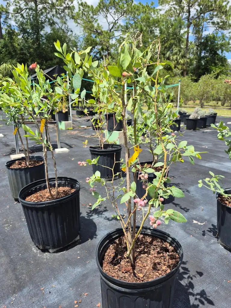 A potted blueberry plant ready to take home