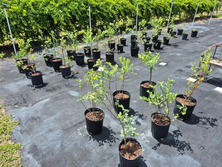 Rows of potted blueberry plants in the nursery yard
