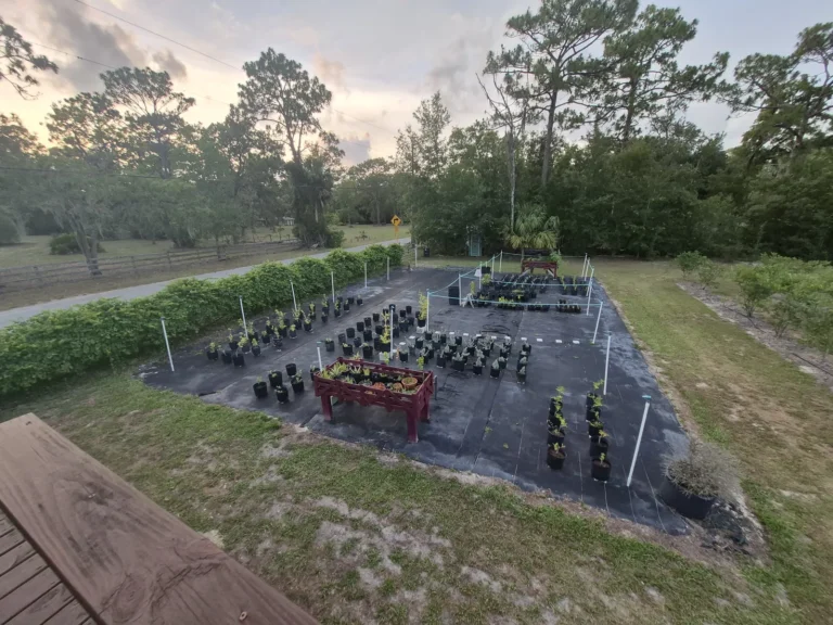 The nursery yard at Crystal River Orchard, with rows of potted plants on ground cloth at sunset