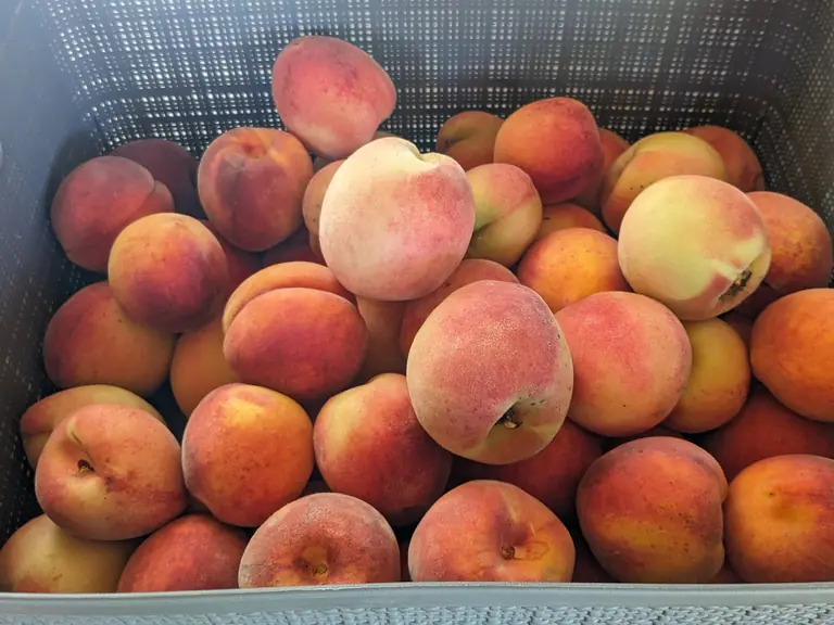 A basket full of ripe, freshly picked peaches