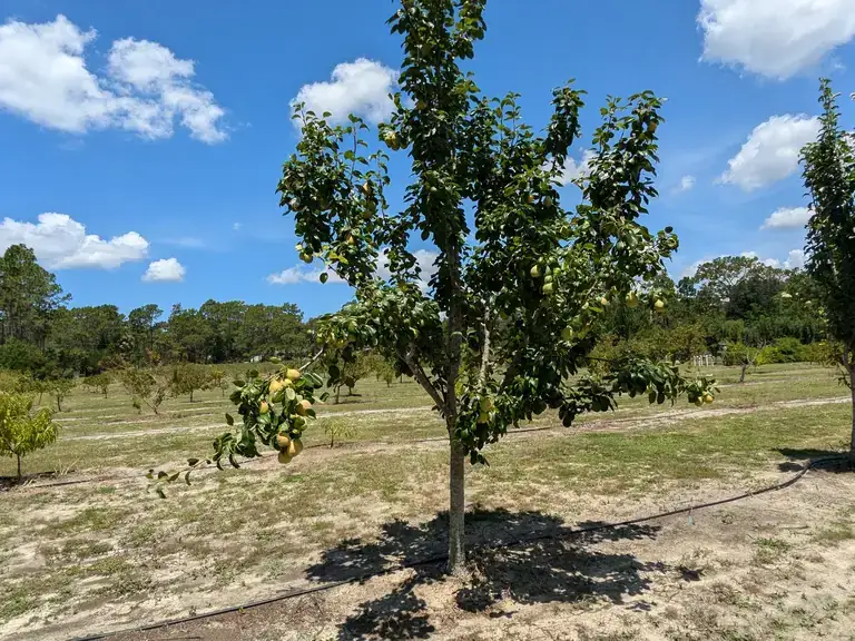 A young Asian pear tree with green pears under a blue sky with white clouds