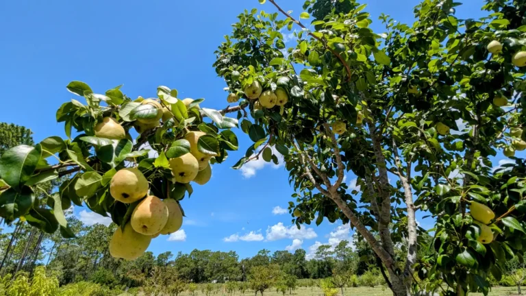 A pear tree loaded with green sand pears under a blue sky
