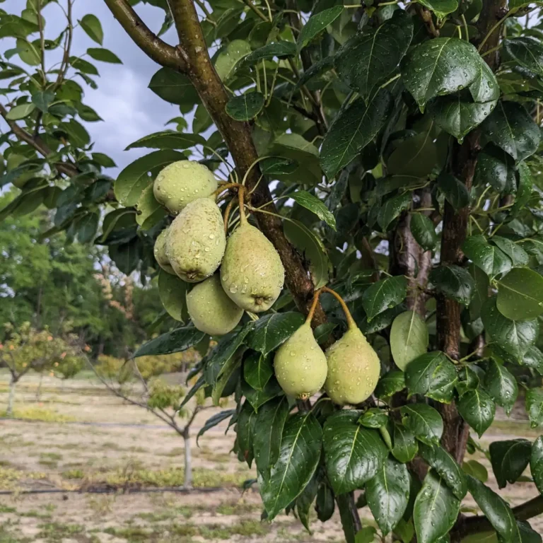 Green sand pears hanging on a leafy branch