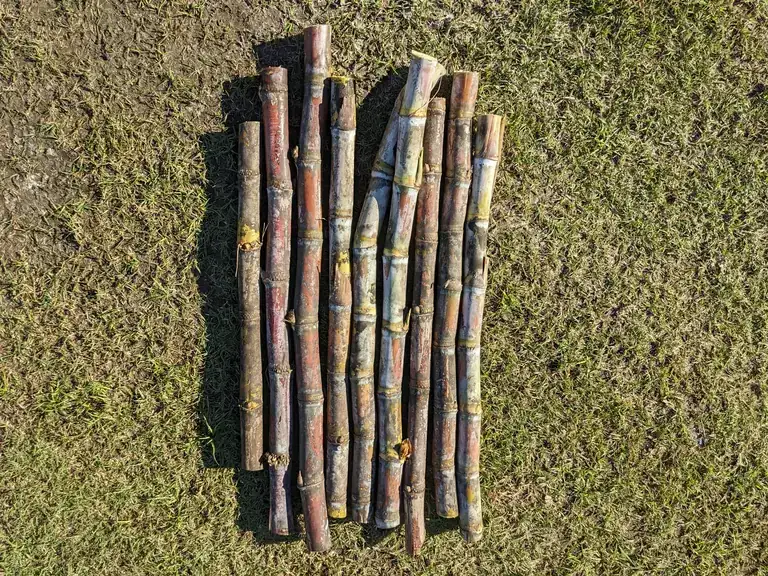 Freshly cut sugar cane stalks laid side by side on the grass