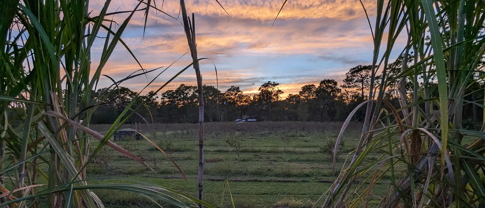 Sunset over the orchard, seen between tall stalks of sugar cane