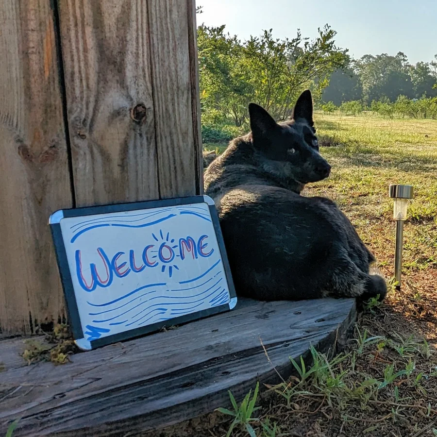 Tanuki the orchard dog resting beside a hand-drawn Welcome sign at Crystal River Orchard, with blueberry rows behind
